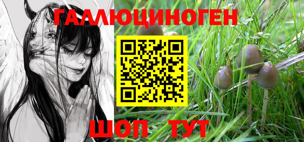Галлюциногенные грибы GOLDEN TEACHER  Псилоцибиновые грибы Psilocybine cubensis  Кольчугино  Вход с VPN 
